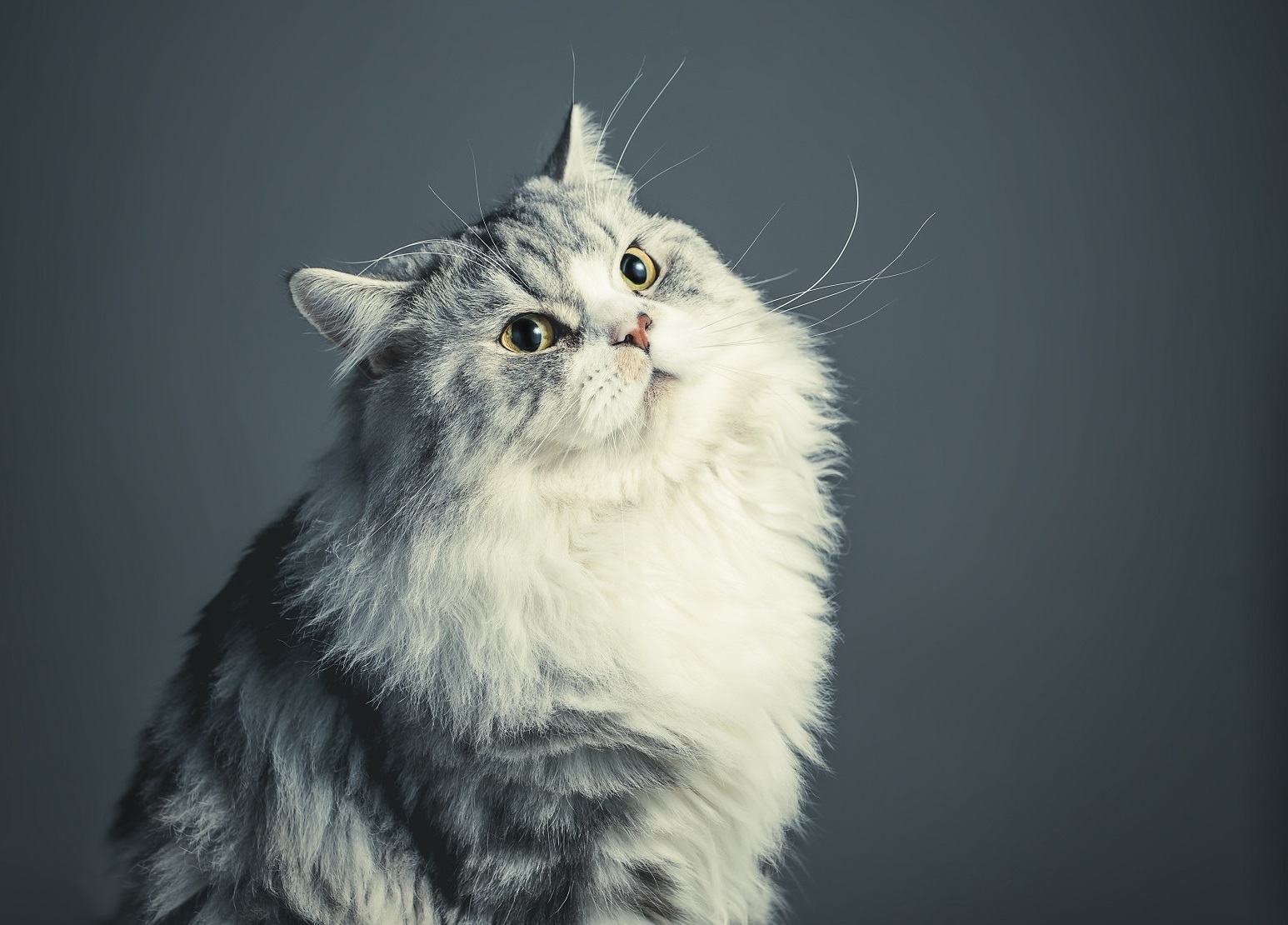 The Persian Cat Generation